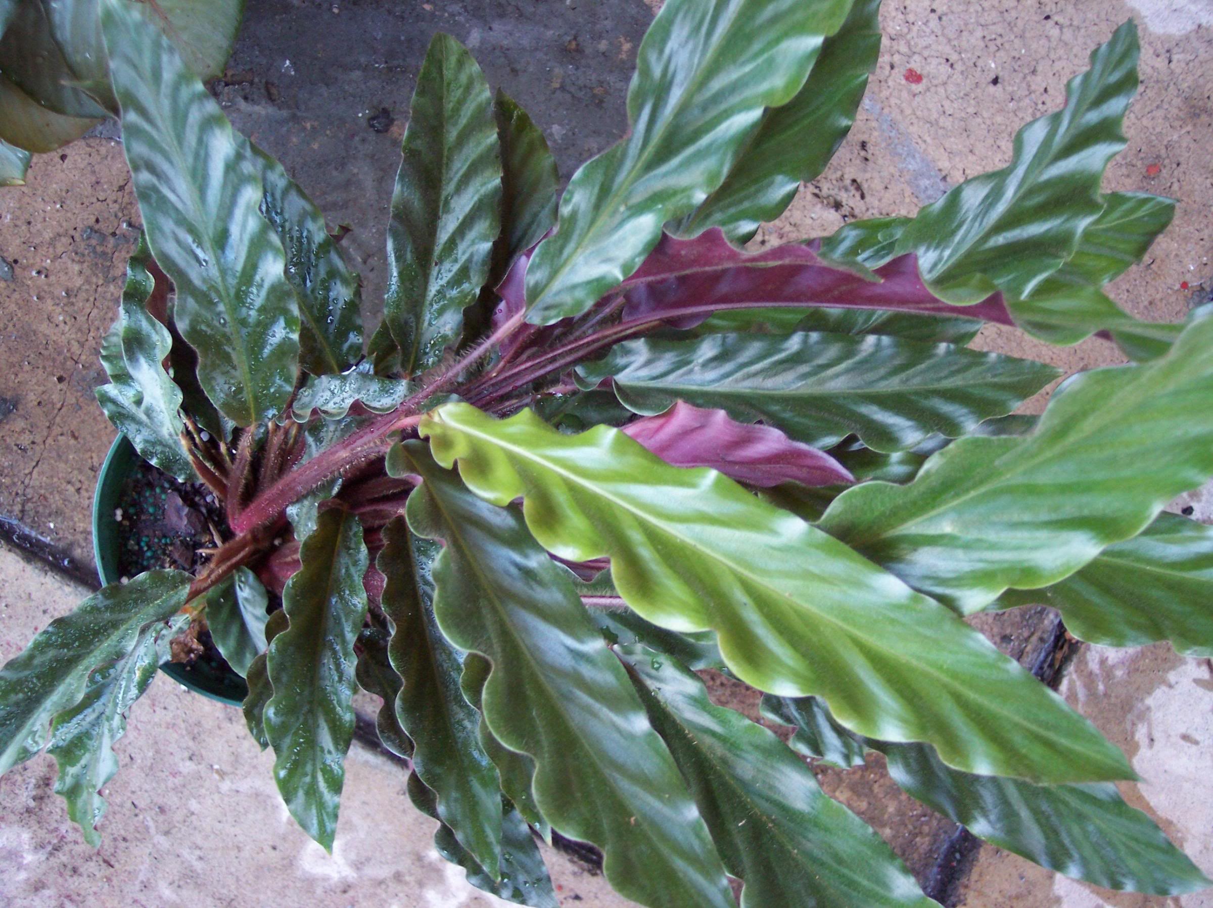  Furry Feather Calathea